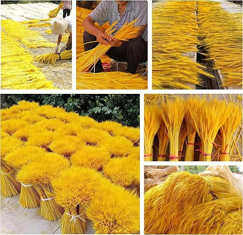 Colcent 100 tallos de trigo seco dorado, decoración de trigo de 15.7 pulgadas, flores naturales de trigo para manualidades, corona y decoración del
