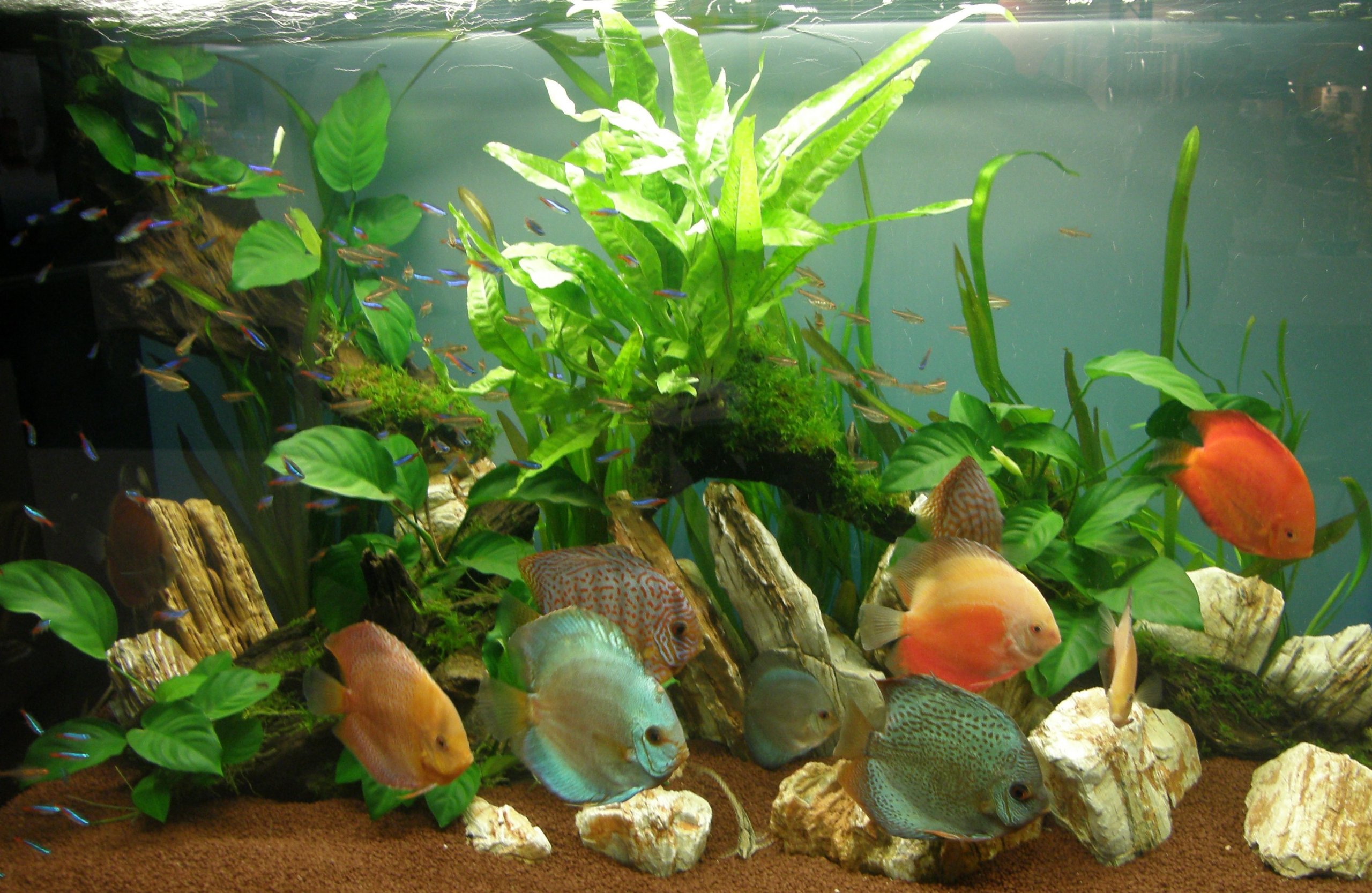 Mühlan Topartikel- 10 Töpfe + 10 Bund Wasserpflanzen, Aquarienpflanzen für alle Bereiche ihres Aquariums