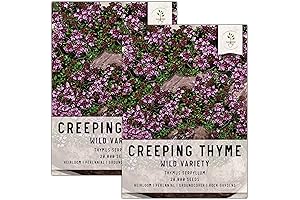 Seed Needs, Thyme Serpyllum Creeping Thyme