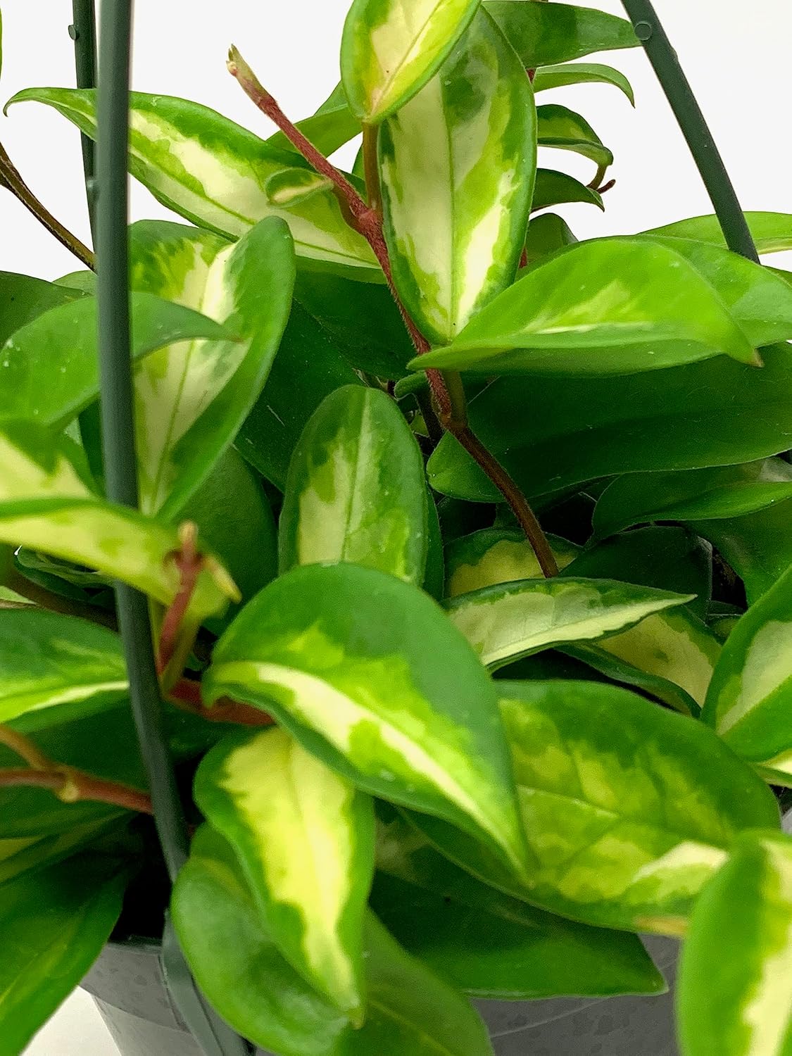 Tricolor Hoya Krimson Princess Available in 2",4", & 6" Pot, Hoya Carnosa Vareiagata, Live Hoya Plant(6" Pot with Multiple Plants)