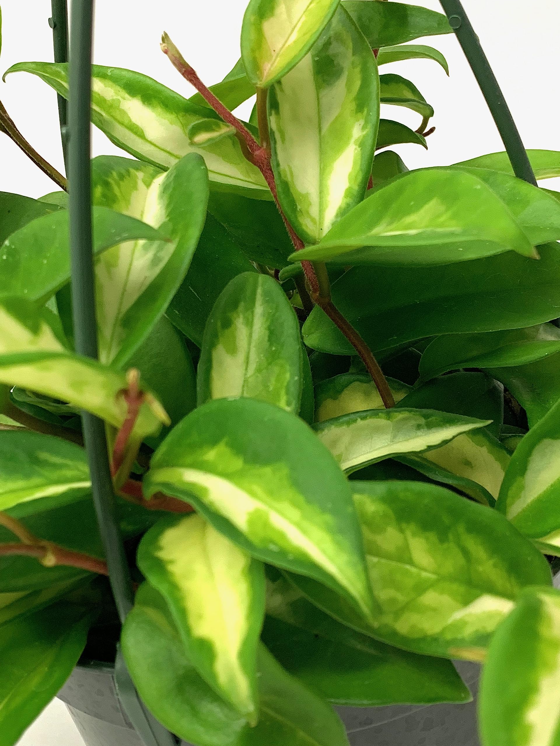 Amazon.com : Hoya Krimson Princess, Hoya Carnosa Vareiagata
