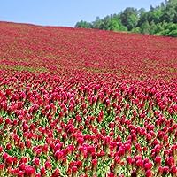 Vista 1 de Organic Crimson Clover Seeds - 1 lb ~46,400 Seeds - Legume Clover Seeds for Cover Crops, Wildlife Forage, Pasture, Hay, Pollinator Attractant, Green
