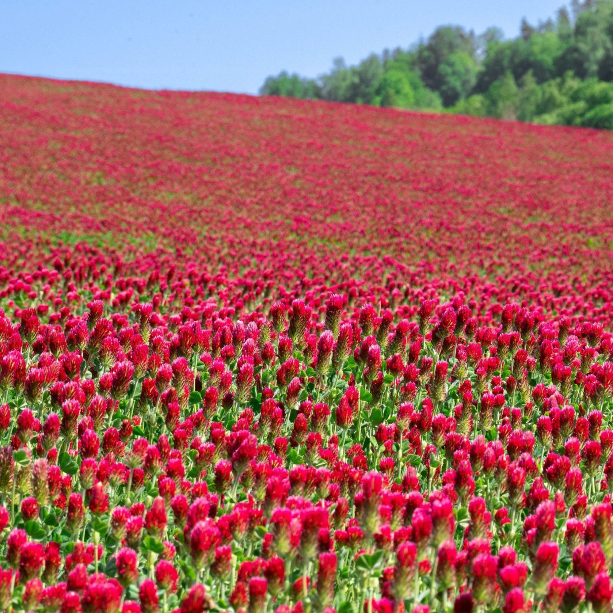 Organic Crimson Clover Seeds - 5 lb Bulk ~232,000 Seeds - Legume Clover Seeds for Cover Crops, Wildlife Forage, Pasture, Hay, Pollinator Attractant, Green Manure, & More - Clover Seeds for Planting