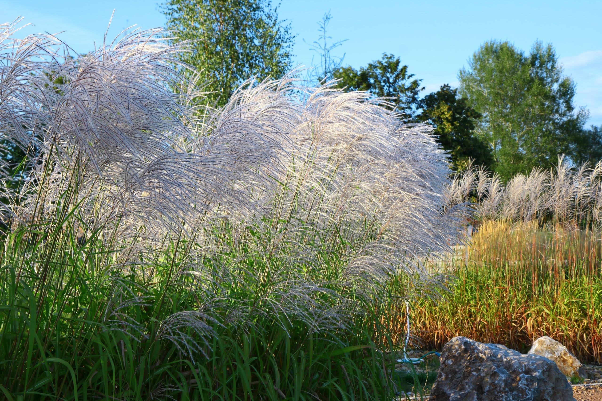 Stauden Gänge 10 x Miscanthus sinensis 'Graziella' Chinaschilf winterhart