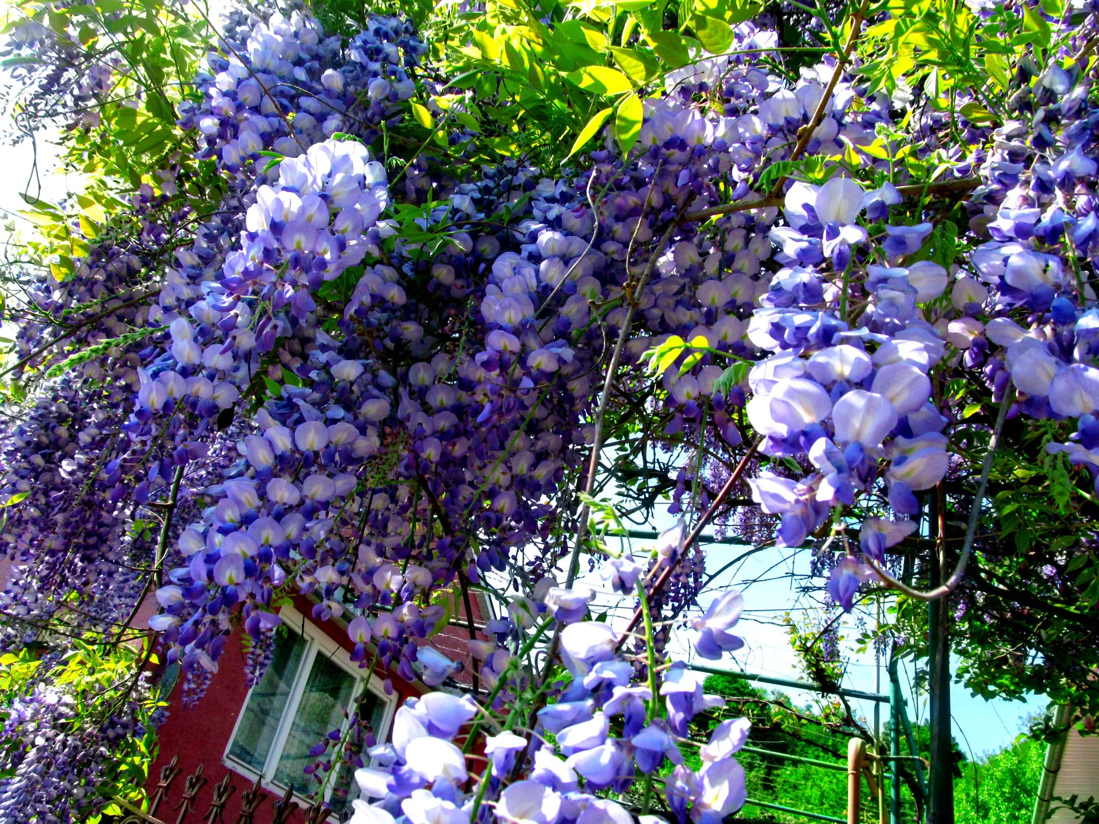 【あうん】Chocolate x Wisteria 10 Blue Chinese Wisteria Seeds Purple Floribunda Wisteria