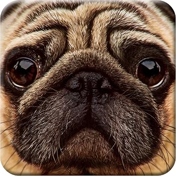 3D LiveLife Cork Coaster - Pug from Deluxebase. Drinks Coaster with Lenticular 3D Animal Image. Non-Slip Protective Table Drink Mat for Home Decor and Decorative Accessories.