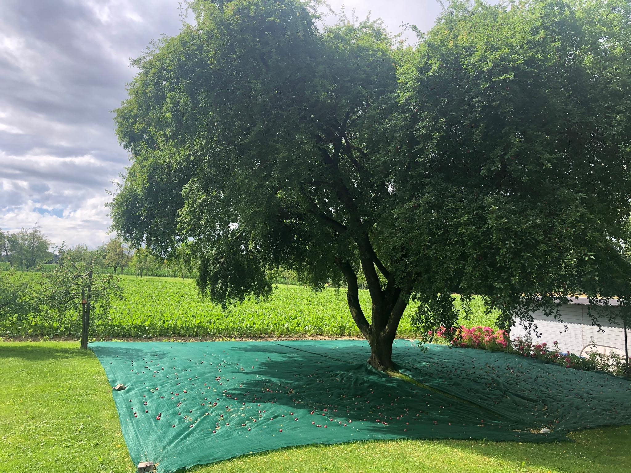 Erntenetz | für Obst, Walnüsse, Buchecker, Olivenbäume | 7,20 x 7,20 m | 2 Seiten mit Verstärktem Rand und Schlitz bis zur Mitte | 2 Seiten nur Geschnitten