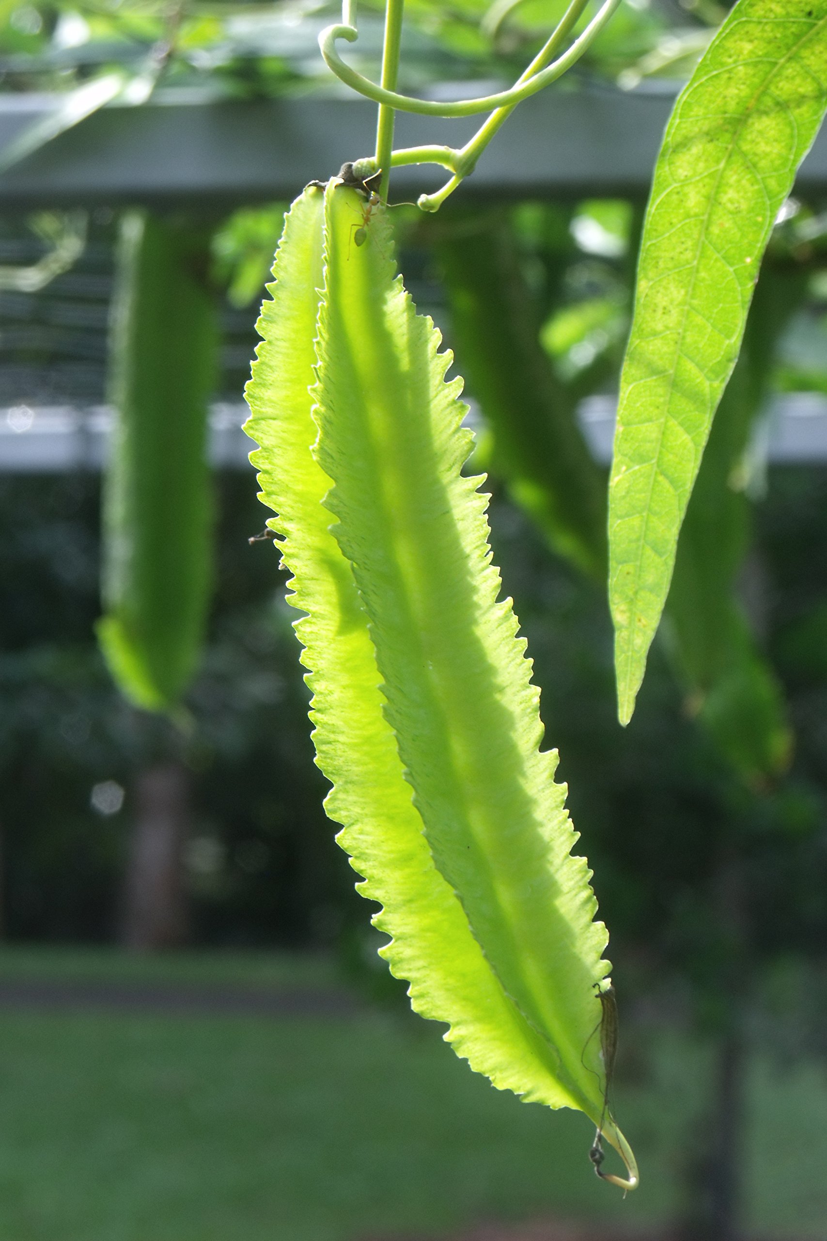 Creative Farmer Winged Bean Seeds (B01MA1S2U1) Amazon Price History, Amazon Price Tracker