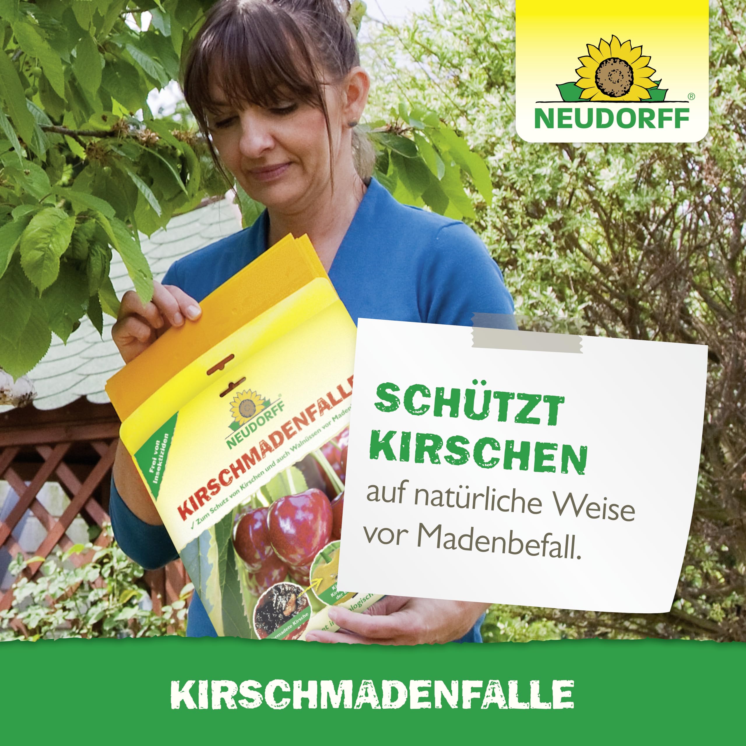 Neudorff KirschmadenFalle – Schützt Kirschen und Walnüsse vor Madenbefall, insektizidfreie Leimfalle, 7 Stück