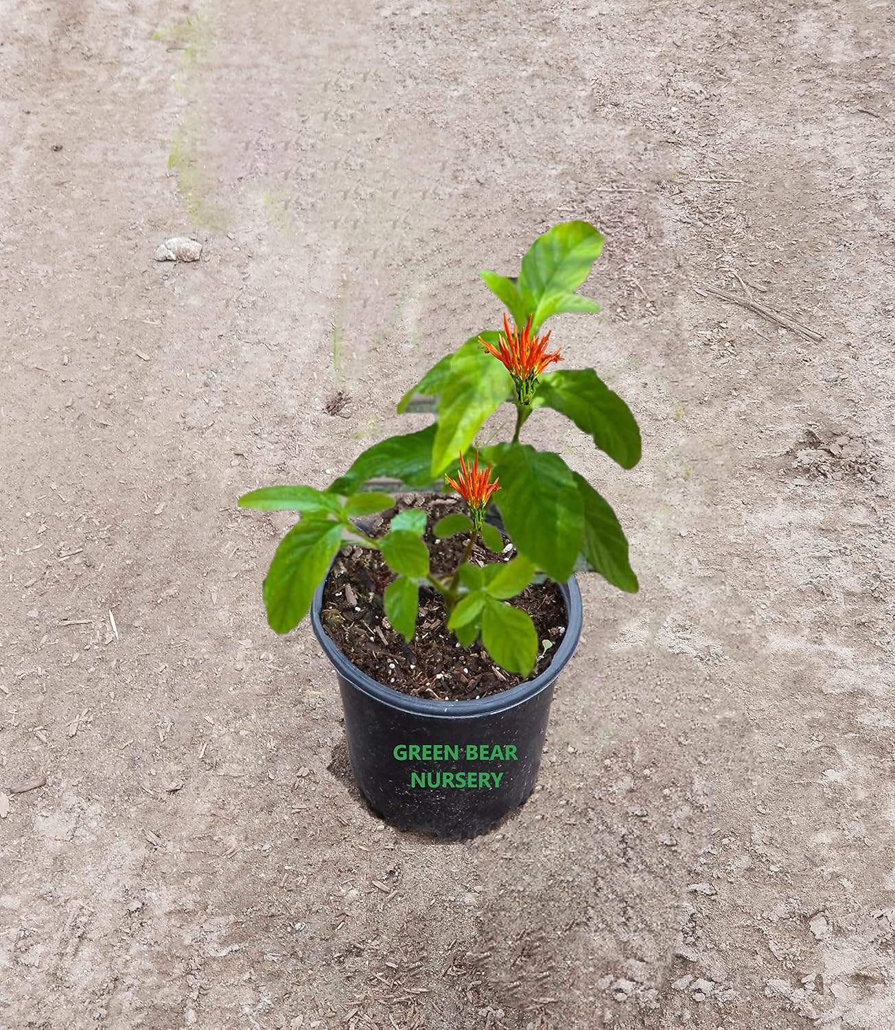 Muicle Justicia Spicigera Live Plant, Mexican Honeysuckle, Orange Flowering, Outdoor Garden, Full Sun to Partial Shade, (1 Gallon Pot 10" to 12" or More)