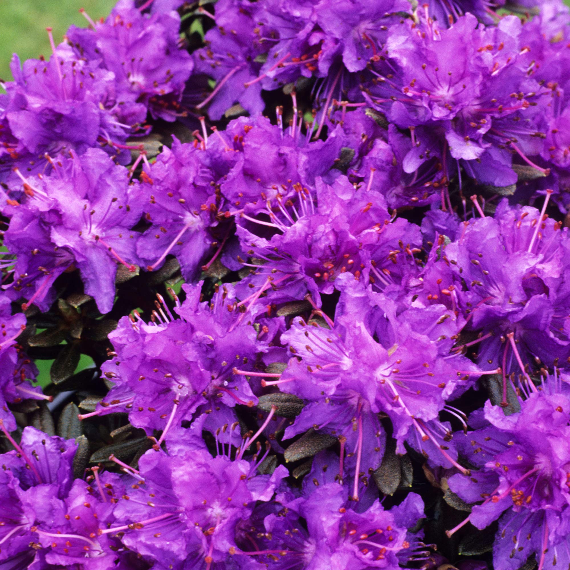 Rhododendron Azurika Dwarf Upright Bushy Evergreen Purple Flowering Garden Shrub (20-30cm (Incl. Pot))