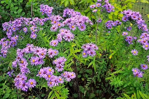 New England Aster Seeds - Alrededor de 100 semillas