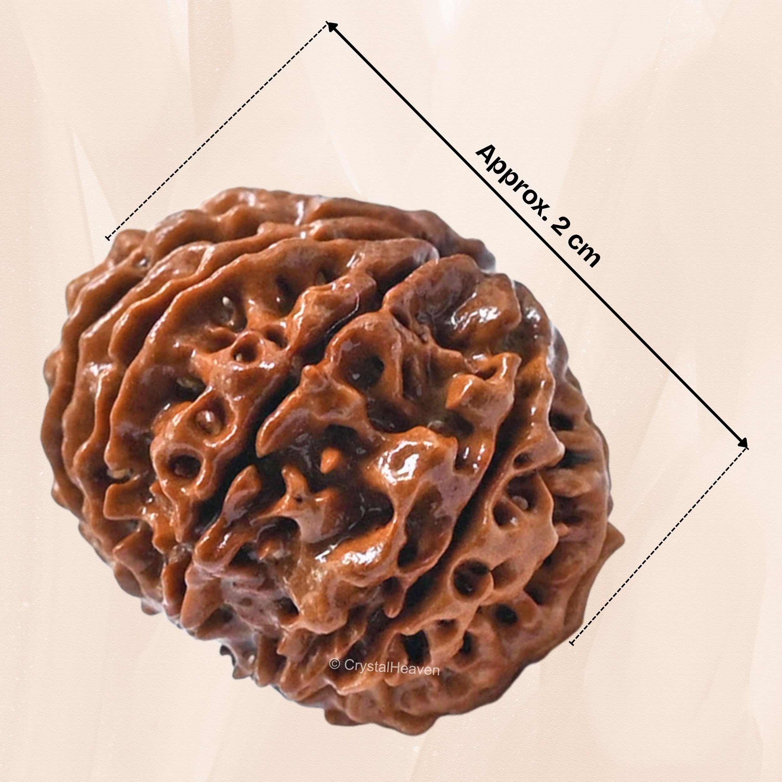 10 Mukhi Rudraksha Original Certified Bead - Natural Nepali 10 Mukhi Rudraks for Meditation and Prayer, Protection, Chakra Balancing, Spiritual Growth and DIY Pooja Supplies 4