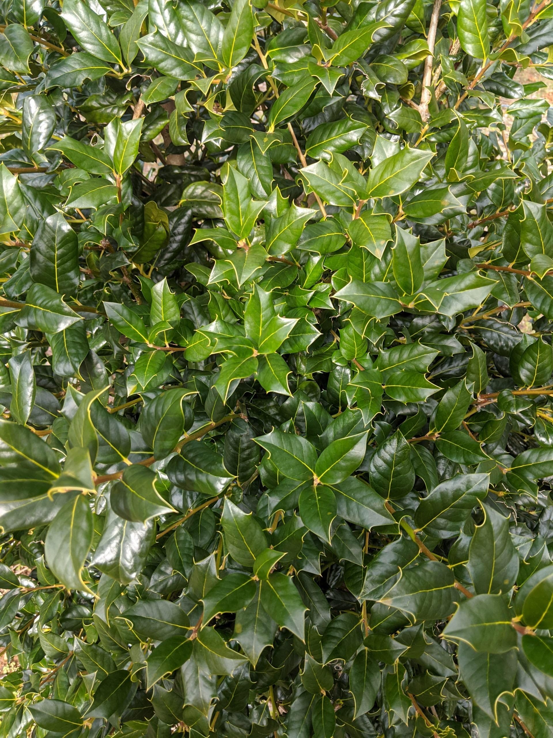Florida Foliage 3 Gal Nellie Holly