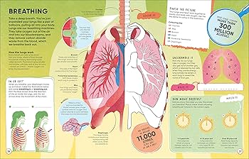 Human Body: Over 100 Brain-Boosting Activities that Make