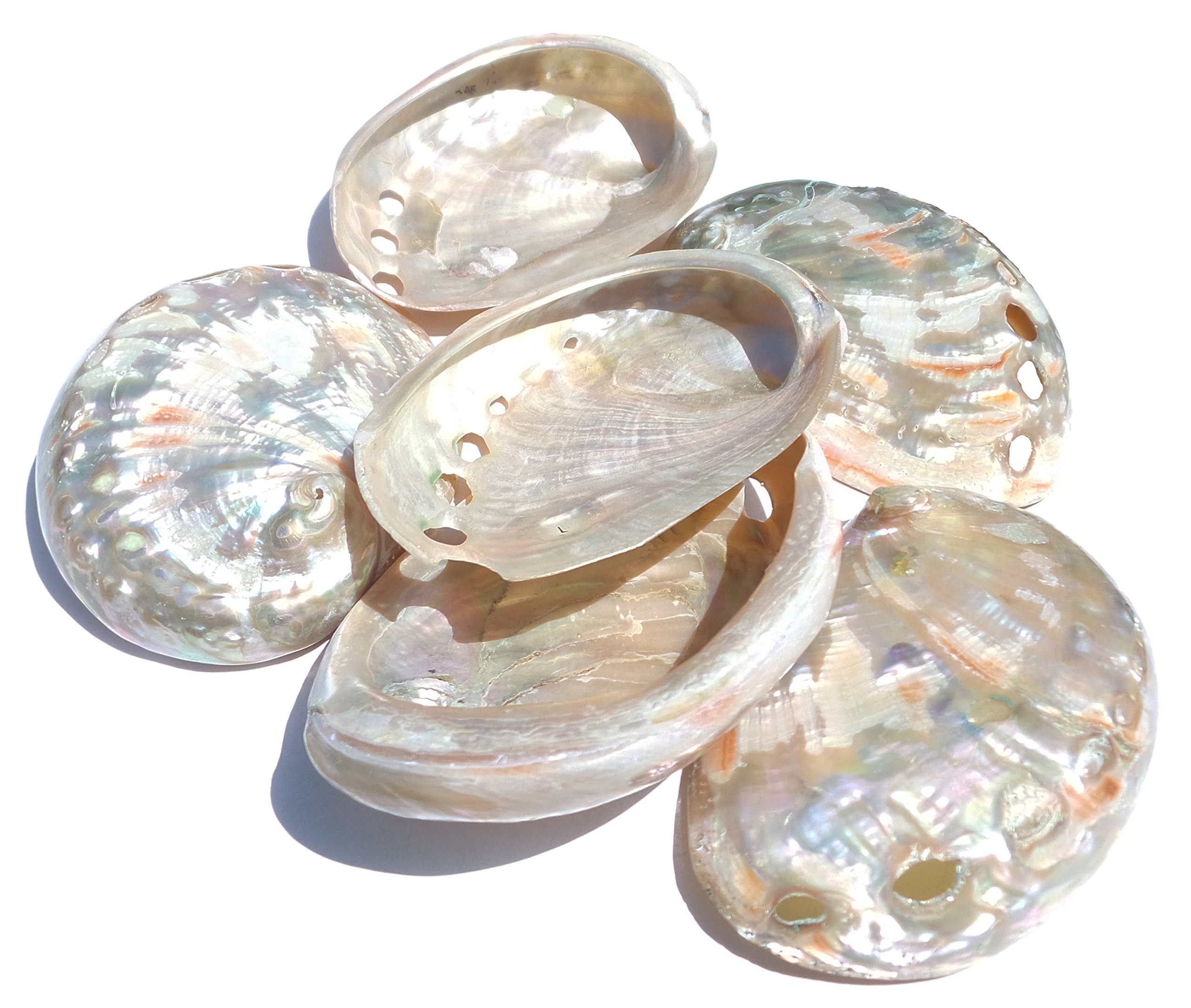 U.S. Shell, Polished Small Red Abalone, 3 to 3.50 inches