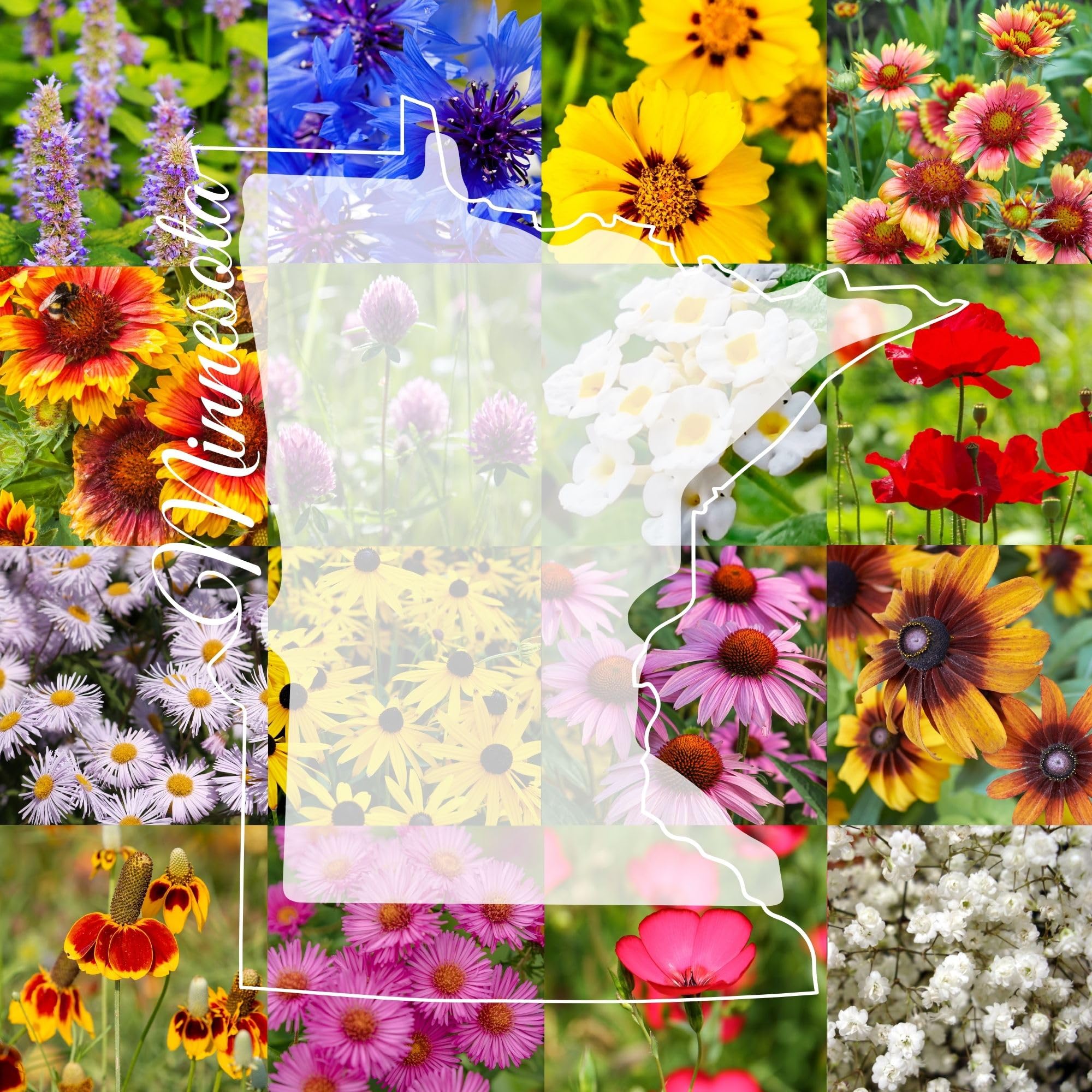 Minnesota Bulk Perennial Wildflower Seed Mix 1lb Covers 2,000sq-ft - Attract Pollinators, Multi-Color Blooms - Midwest US Species Plant in Spring/Fall