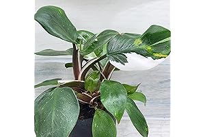 White Wizard Philodendron, Live Rare House Plant, small