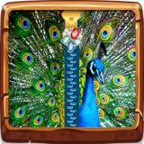 ピーコックジッパーロックスクリーン