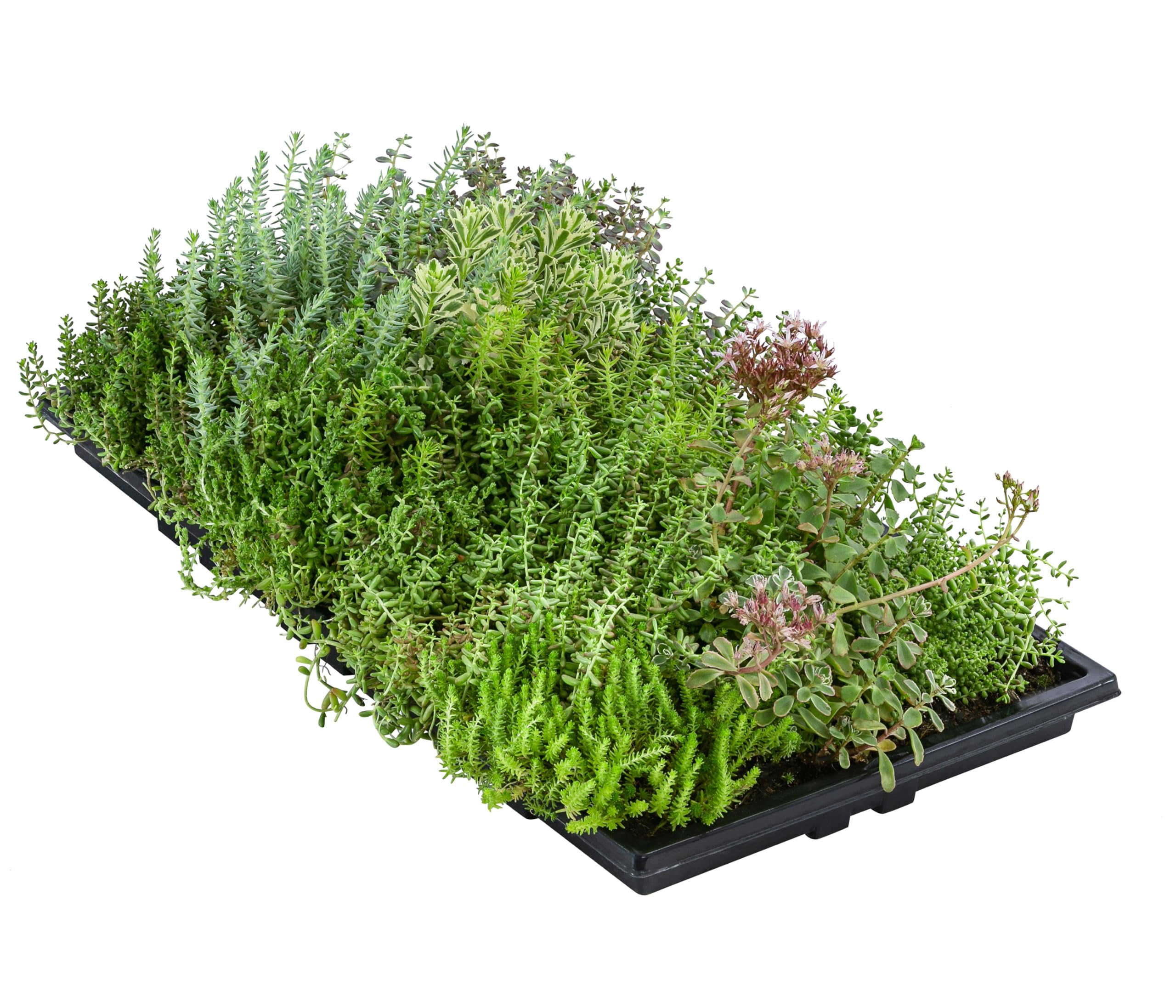 Dehner Pflanzenmatte für Dachbegrünung, 2er Set, je 50 x 30 cm, 4-8 kg