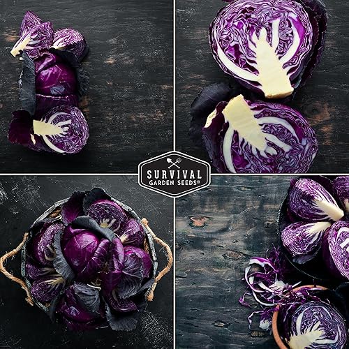 Miniatura 5 de Paquete de 2 semillas de col de acre rojo para plantar, paquete con instrucciones para cultivar repollos morados en el huerto de tu hogar, variedad