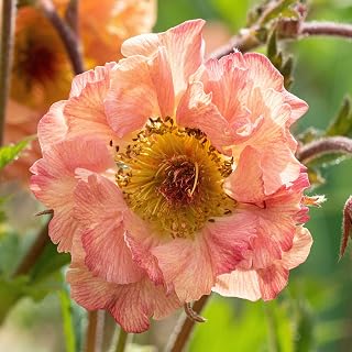 Geum Mai Tai Avens Colourful Herbaceous Perennial Versatile Outdoor Potted Shrub (10-30cm Incl. Pot)