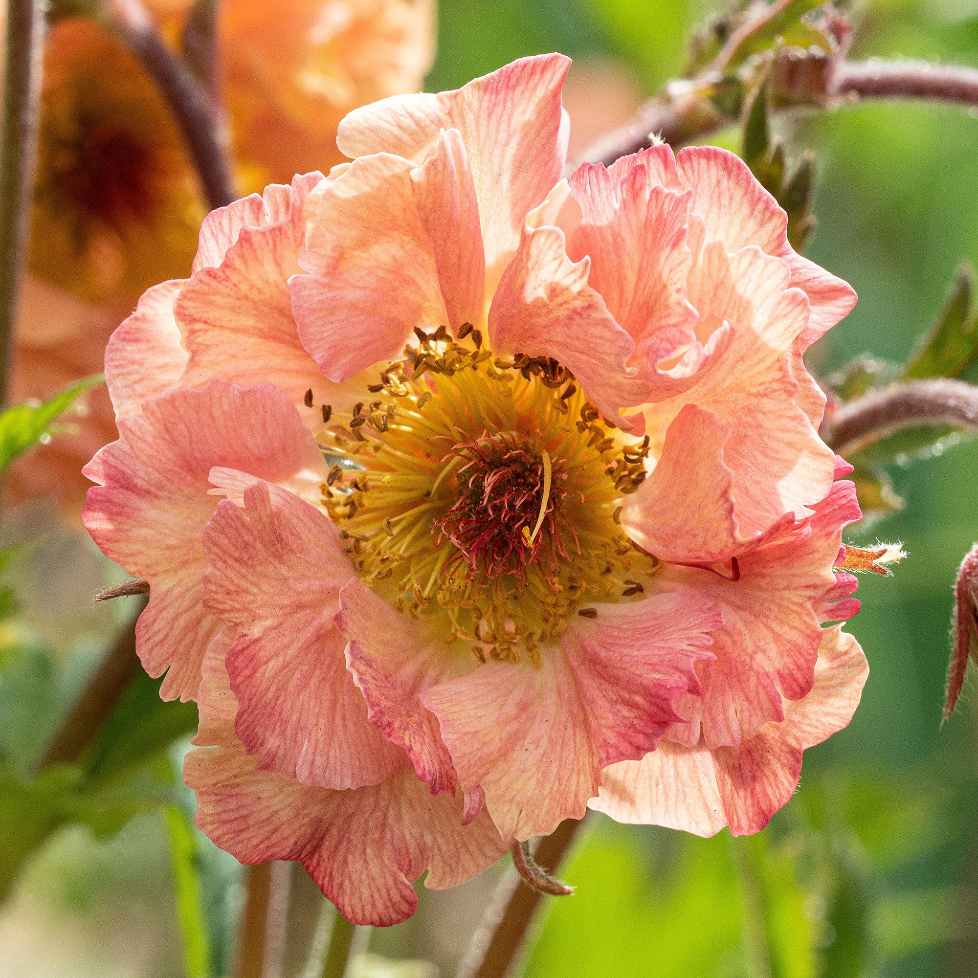 Geum Mai Tai Avens Colourful Herbaceous Perennial Versatile Outdoor Potted Shrub (30-40cm Incl. Pot)
