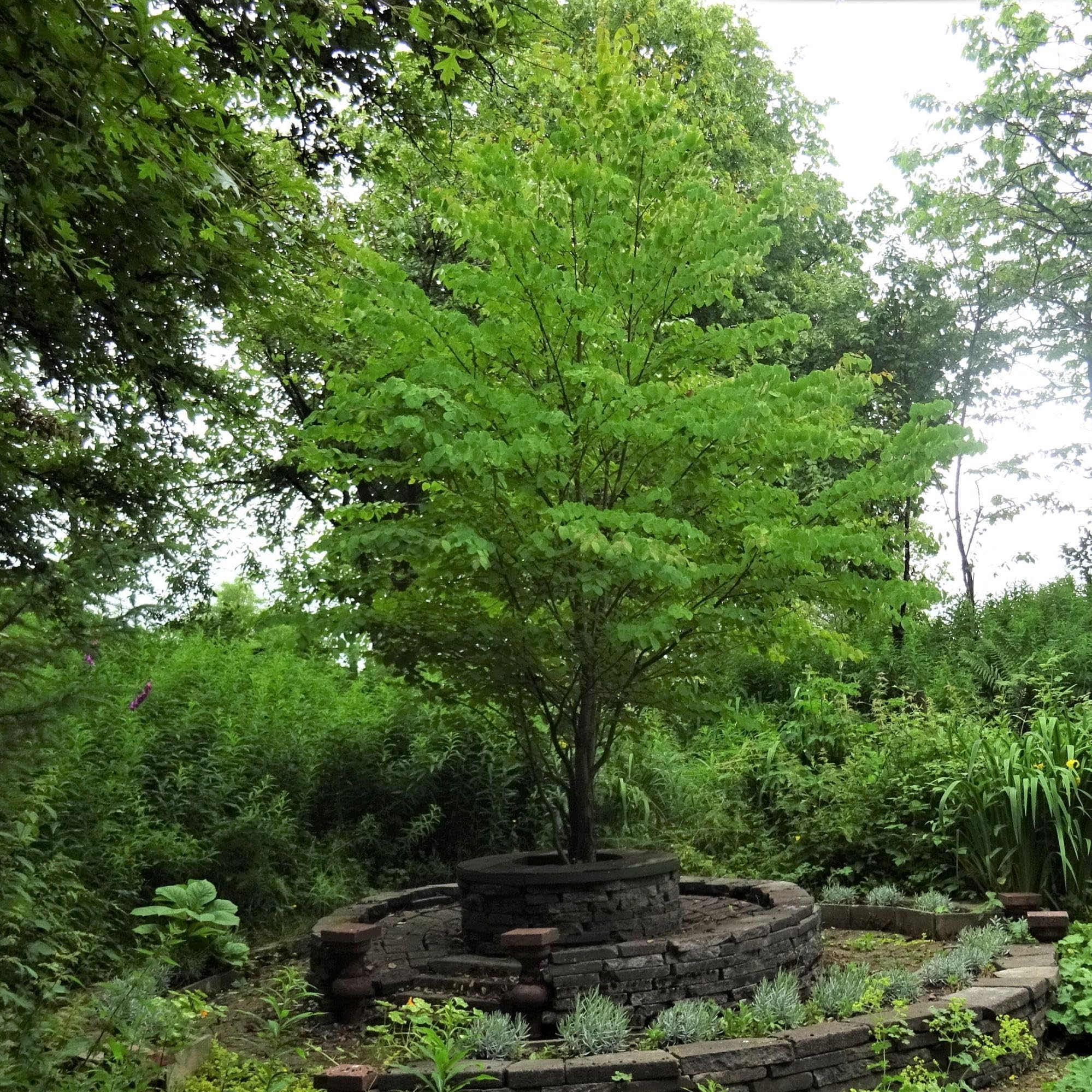 Vivai le Georgiche - Pianta vera di Cercidiphyllum japonicum - altezza alla vendita 120-140 cm