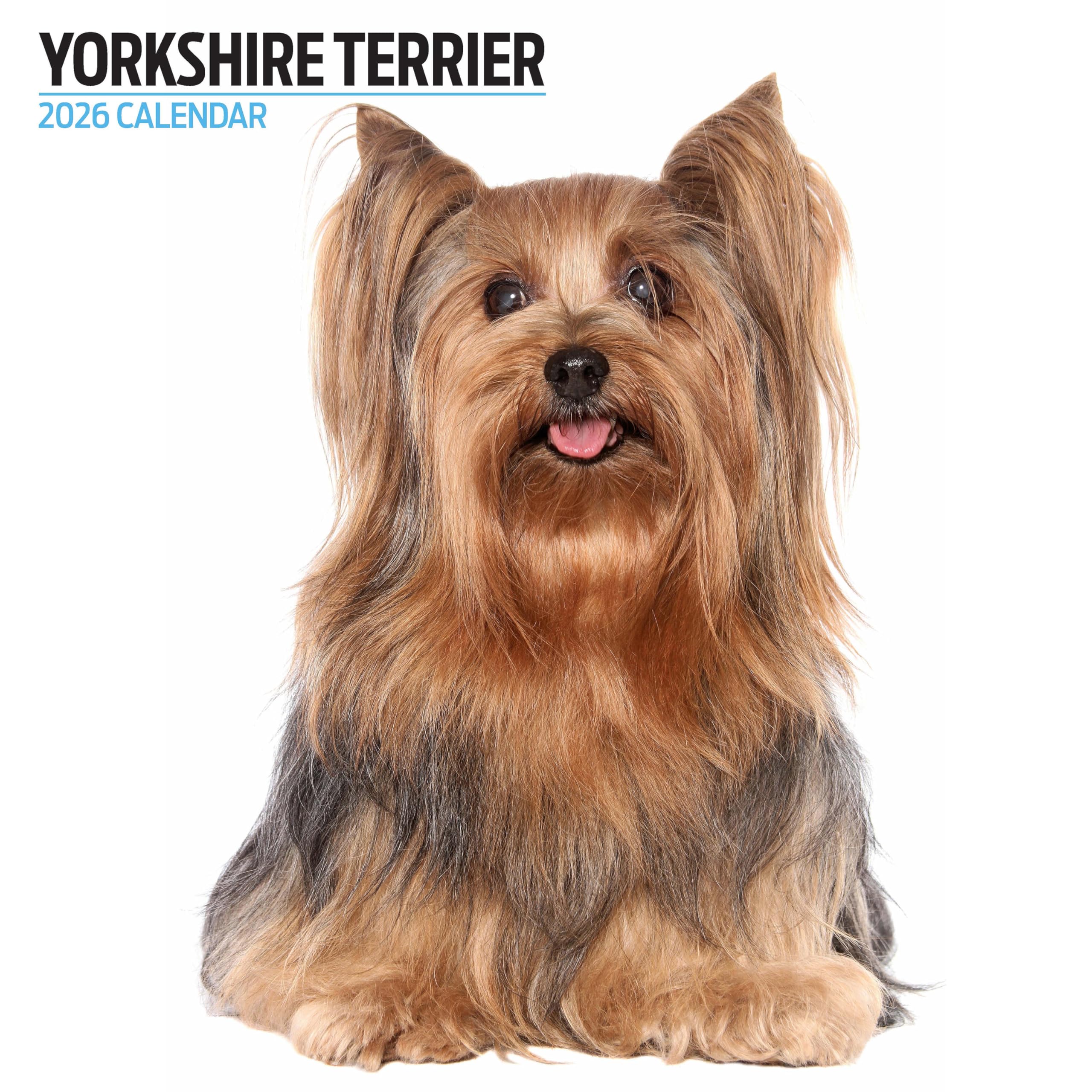 Yorkshire Terrier 2026 Modern Calendar