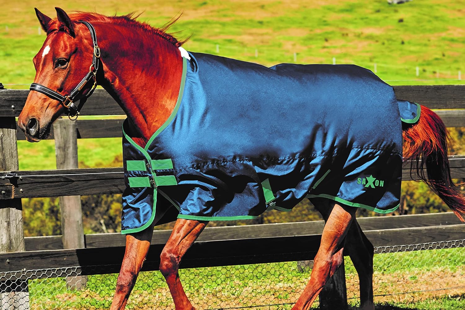 Saxon. 600D Standard Neck Medium Turnout Blanket Blue