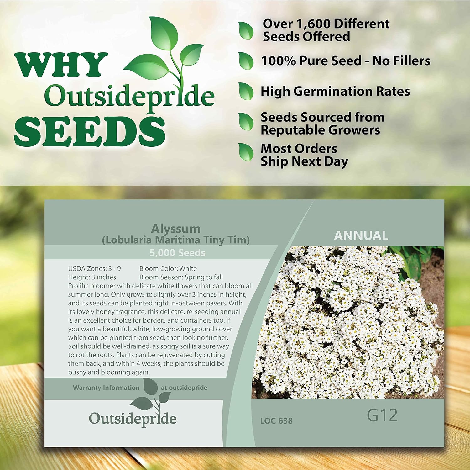 Outsidepride Alyssum Tiny Tim Spreading Planta de cobertura del suelo