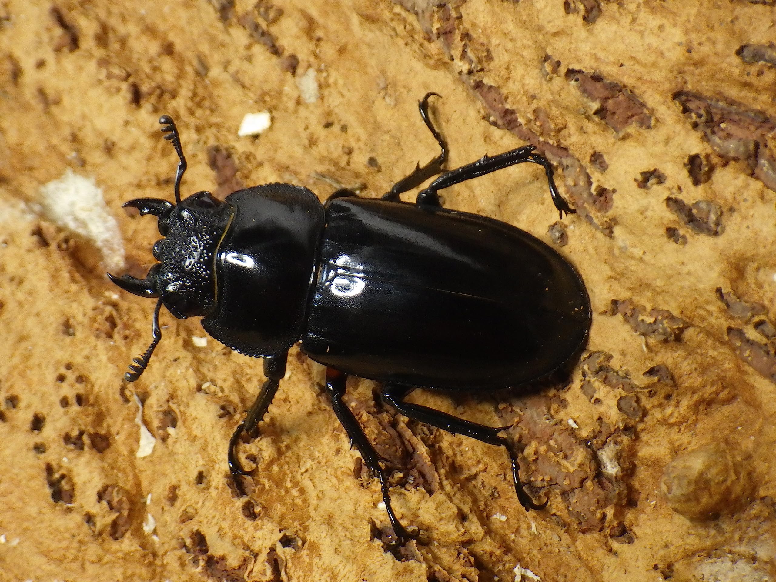 Amazon | プレミアムドルクス 【人気】ディディエールシカクワガタ