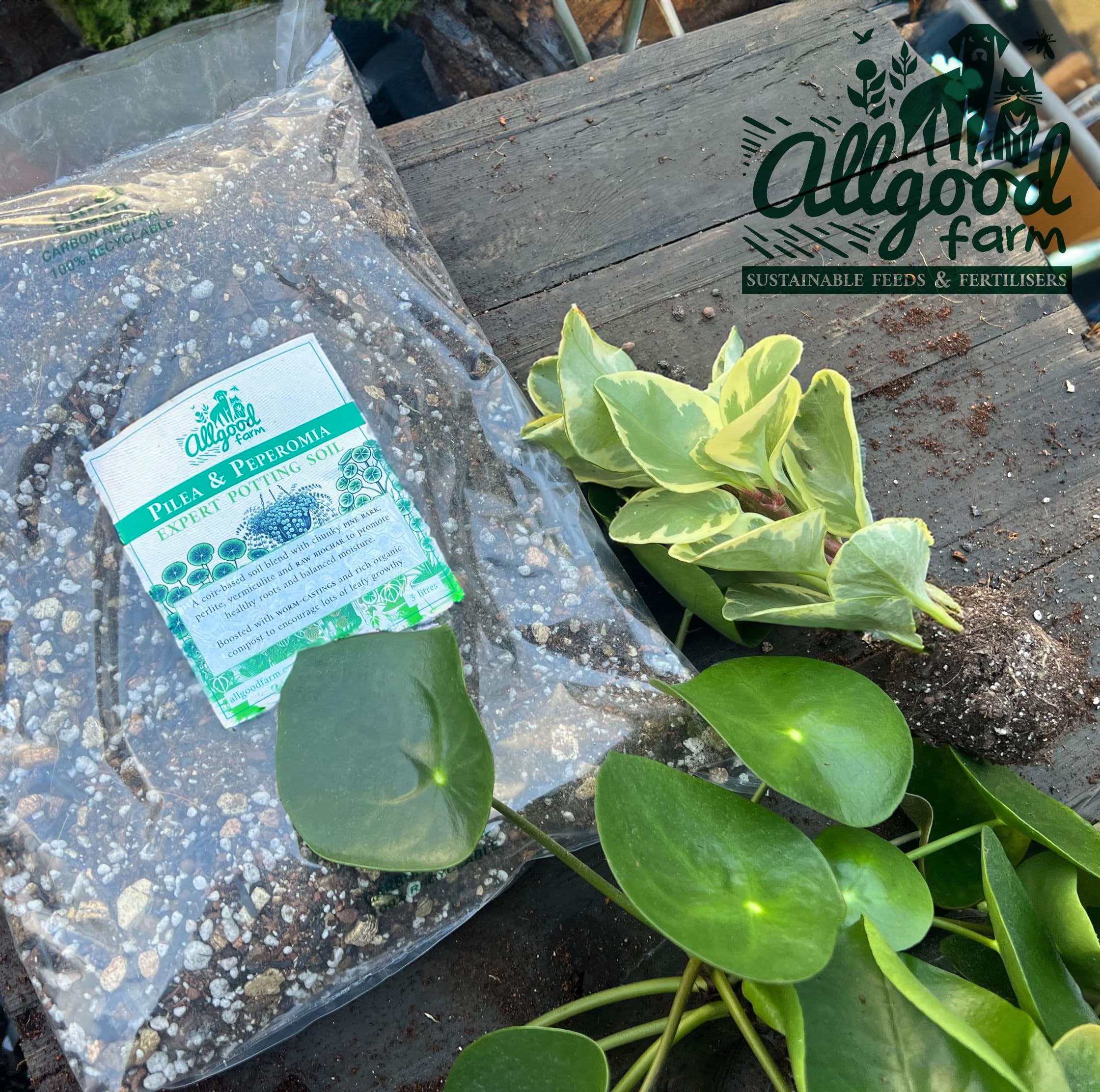 Allgood Farm Pilea & Peperomia Soil - Expert Potting Soil Mix for Chinese Money Plant Baby Rubberplant, String of Turtles (3 Litres) - Image 3