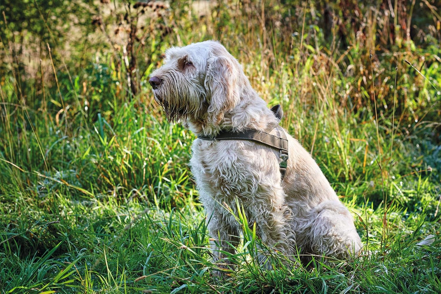 HUNTER Norwegian Harness for Dogs Hunting, 50 x 69-93 cm, Black