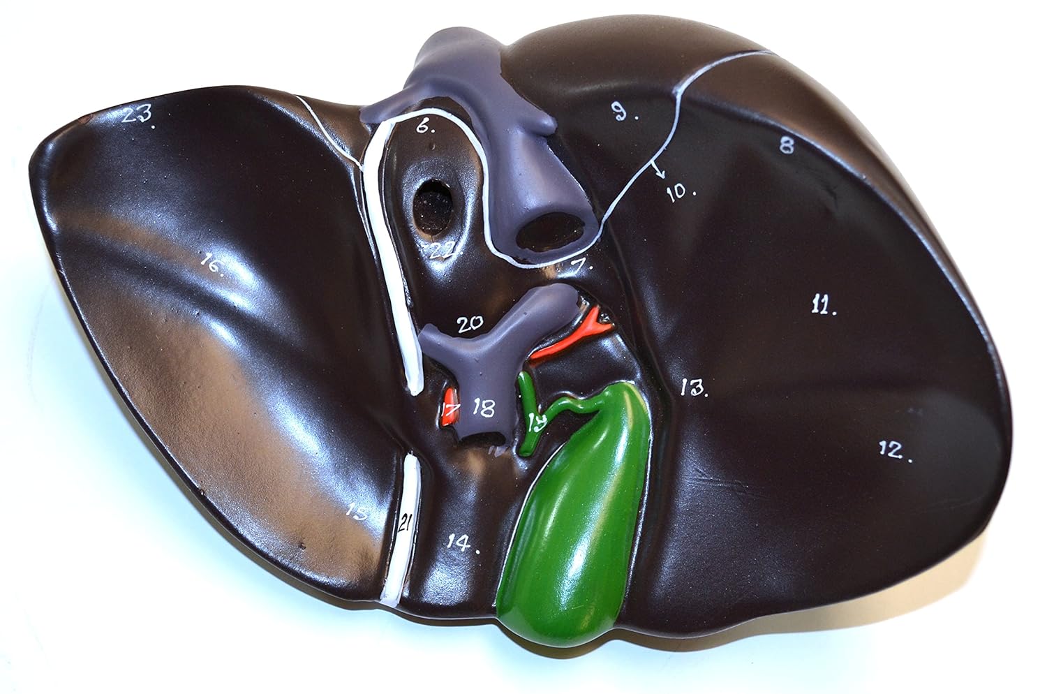 Eisco Labs Human Liver Model, Half Life Size, with Gall Bladder, 3 Dimensional, 7 x 5 Inches