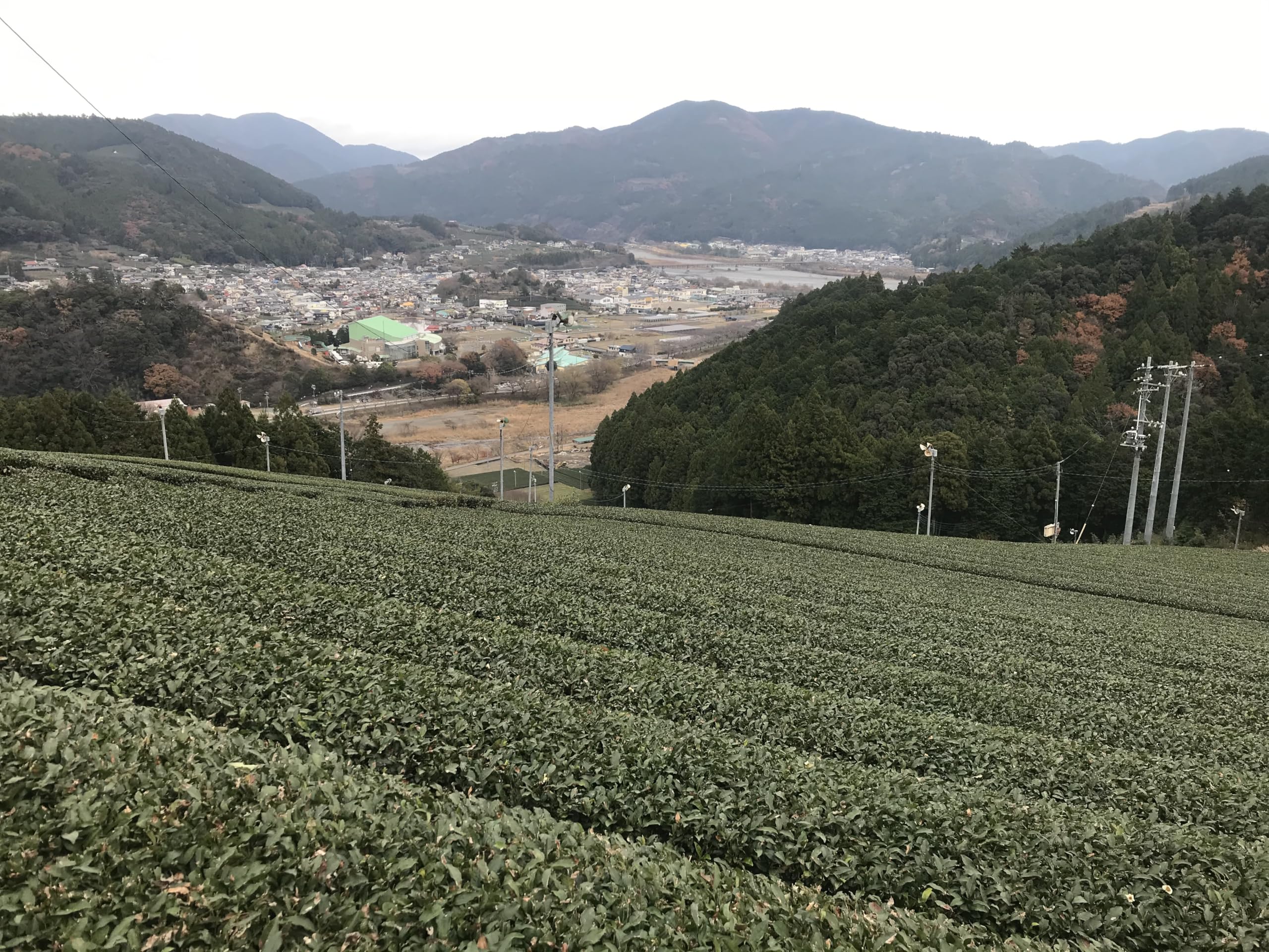Amazon | 【煎茶 タブレット 300粒] カテキン緑茶 egcg カテキン 緑茶