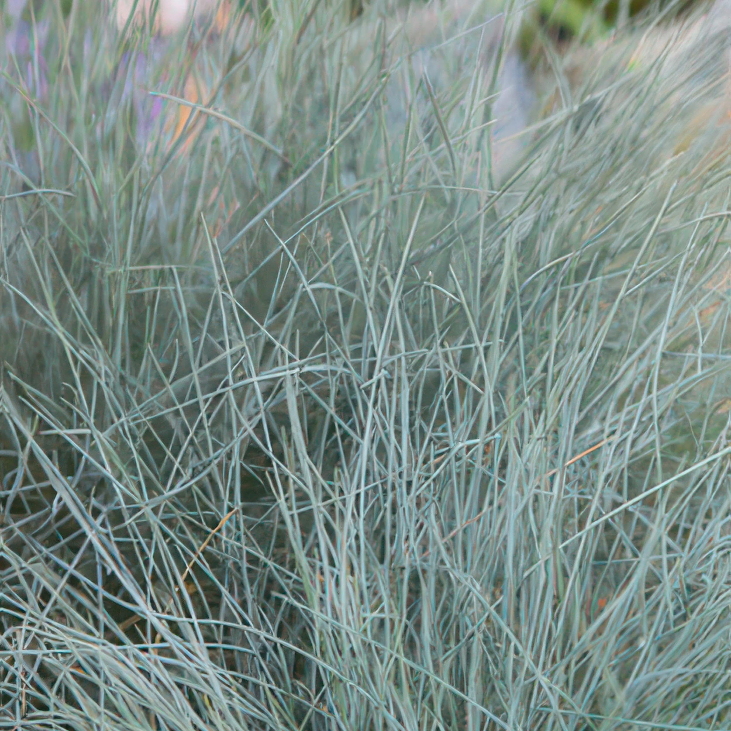 Festuca glauca 'Elijah Bleu' | 12 stuks - 10-25cm - Ø9cm - Pianta da giardino