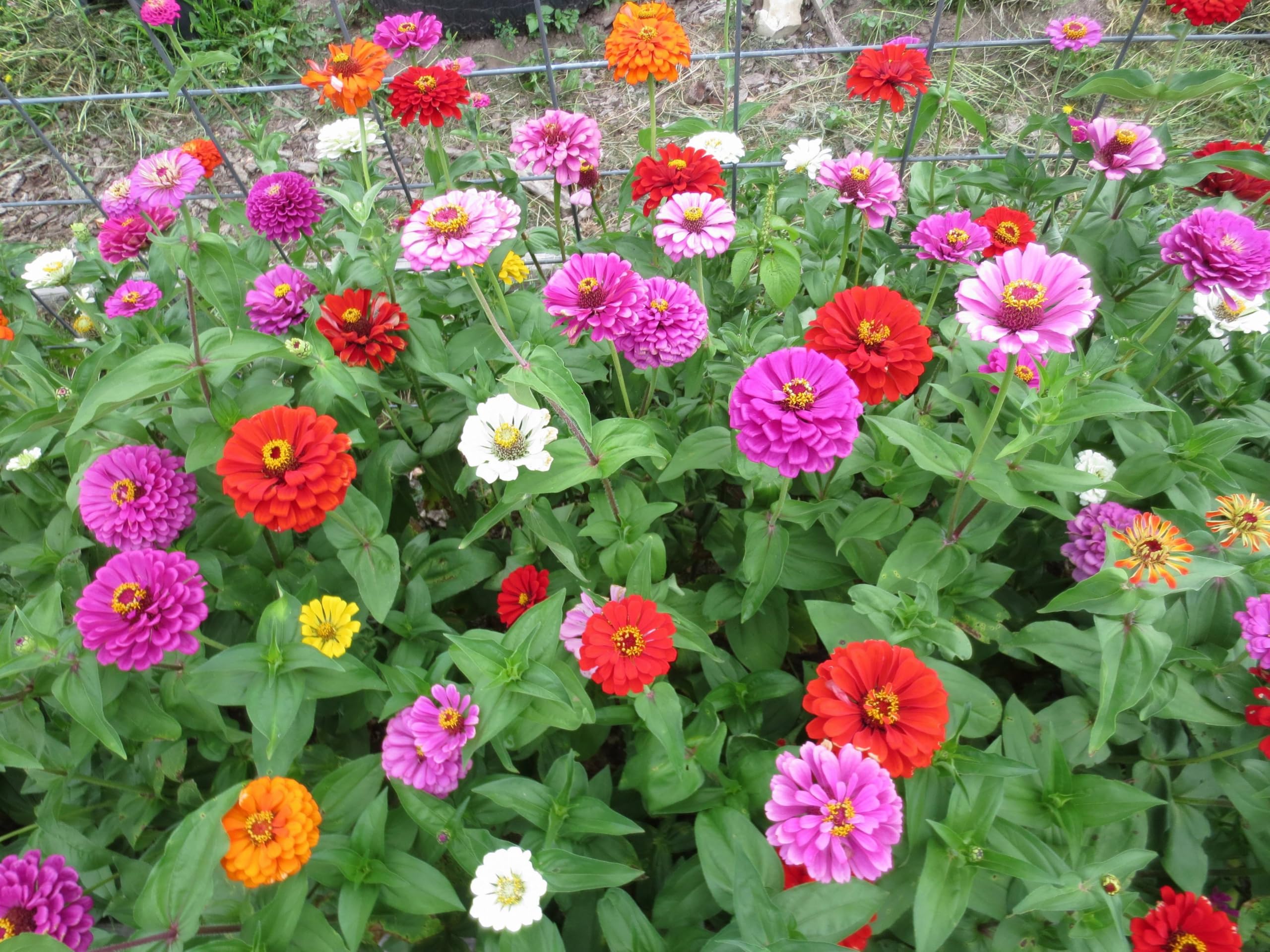 Premium Zinnia Flower Seeds Mix – Colorful Annual Flowers for Outdoor Garden, Borders & Bouquets – Non-GMO, Pollinator Friendly(Pack Of 100+ Seeds)-image-31
