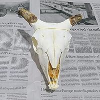 Vista 3 de Colección de cráneo de oveja real, modelo de enseñanza, modelo de enseñanza, colección para el hogar, 1 pieza