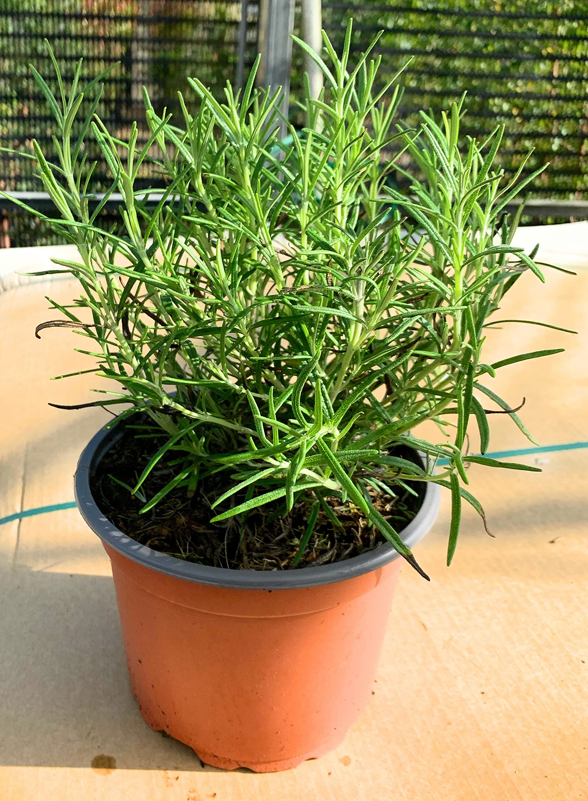 Pack of 3 Established Rosemary 'Officinalis' in 1.5 Litre Pot - NOT Plug Plants