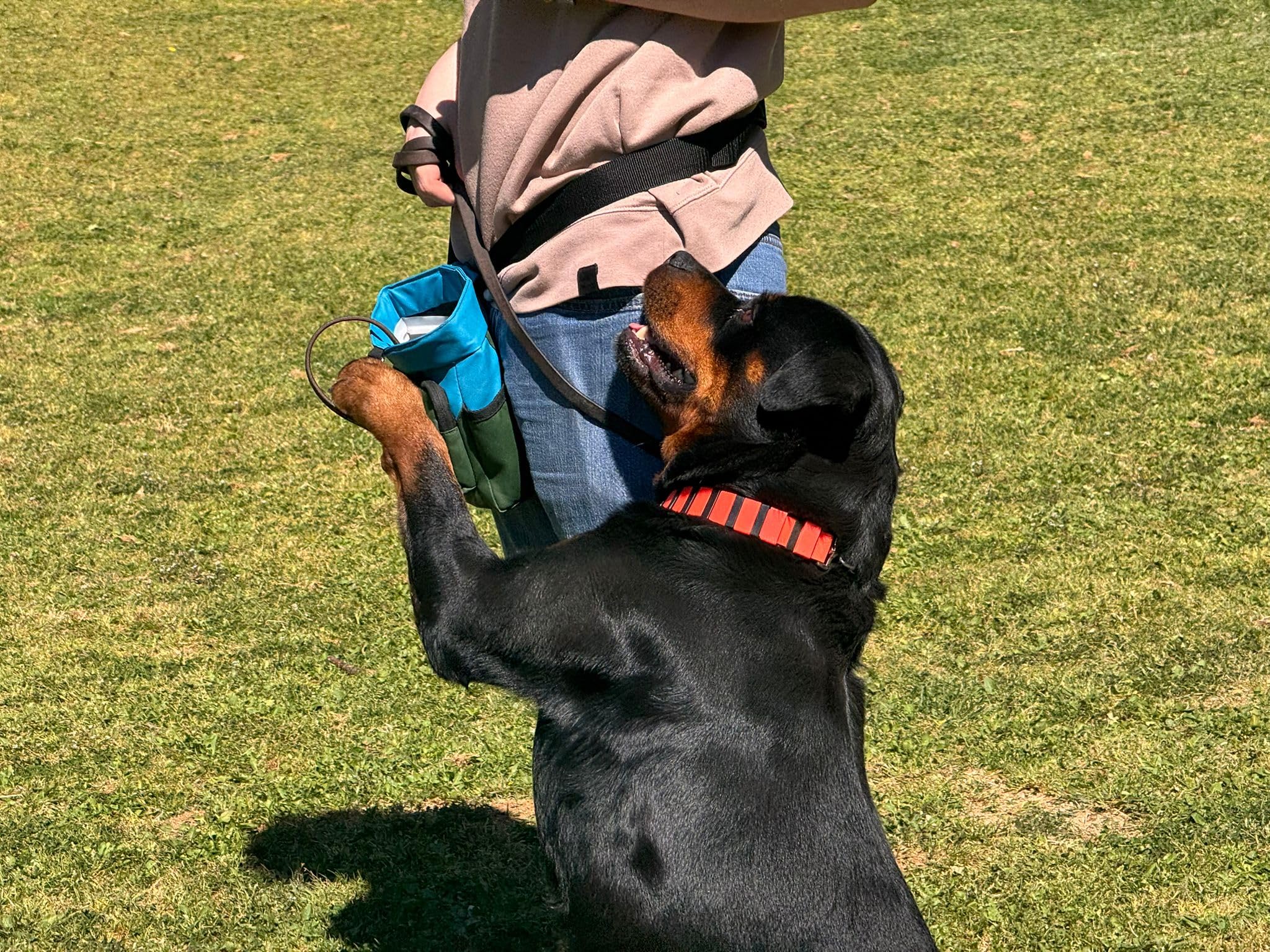 Collar de Adiestramiento para Perros Profesional Ajustable | Collar Educativo Seguro sin Daño | Ligero y Resistente | Control de Tirones | Uso canino y Doméstico | Polímero (Negro)