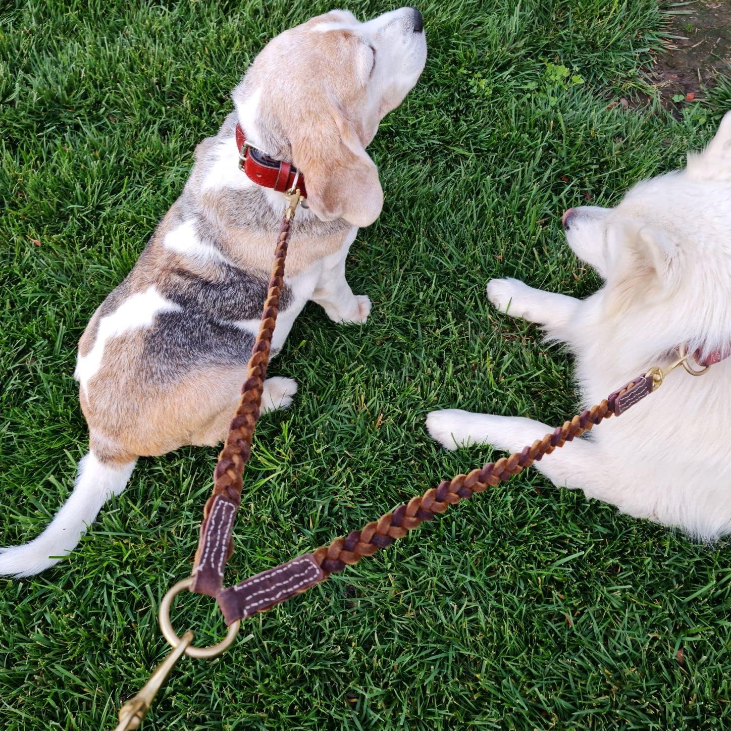 Blazing Paws Vibrania Braided Double Dog Leash Coupler, Walk 2 Dogs on Same Leash, with Solid Brass Ring and Hooks (Coupler: 1.5 Ft L x 3/4", Brown Mix)