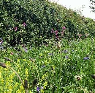 100g Hedgerows Wildflower & Grass Seed Mix Wildflower + Grass Seed Mix 20:80 (20sq/m) P4. SLH