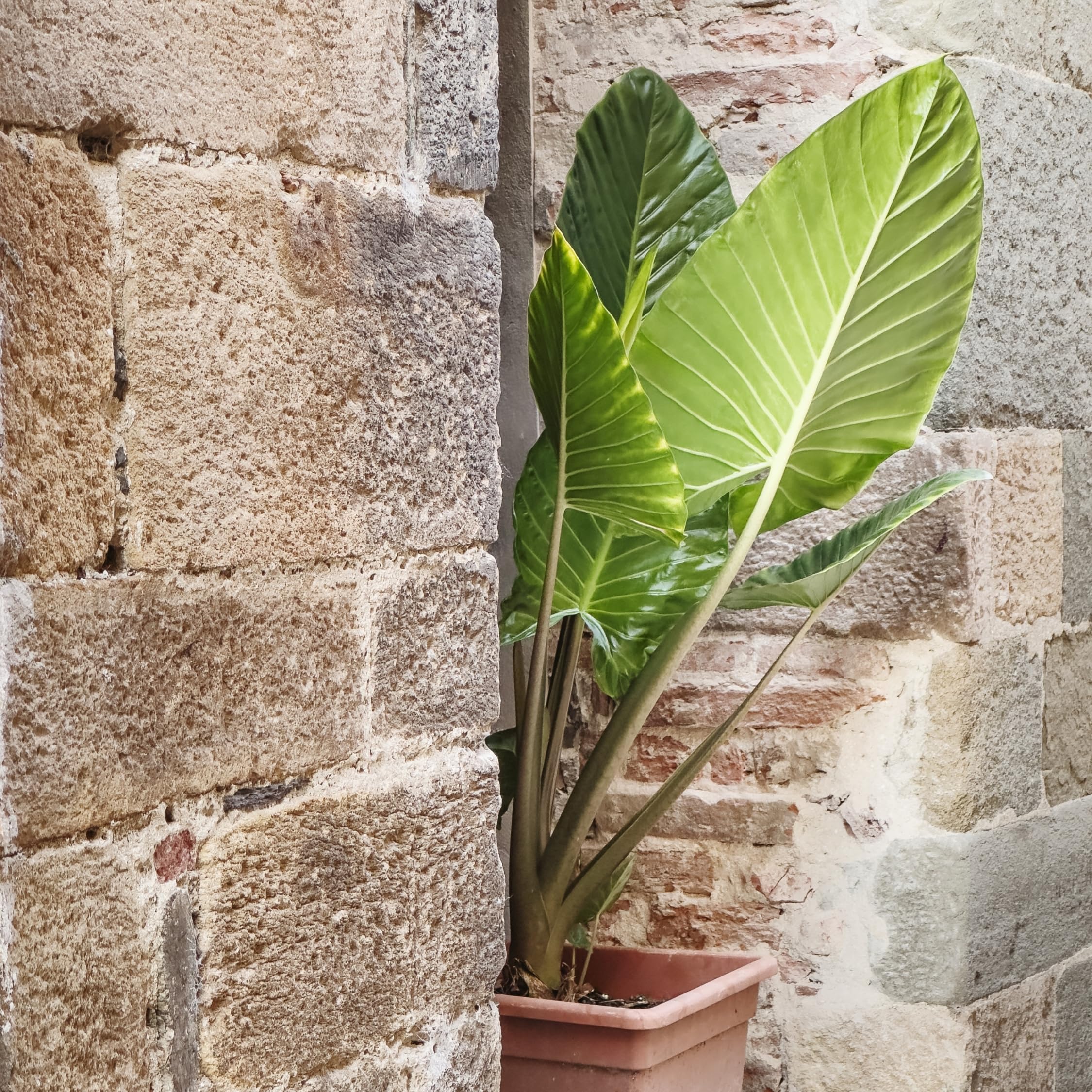 Plant in a Box - Alocasia Odora - Hermosa Planta de interior verde - Maceta 17cm - Altura 55-75cm