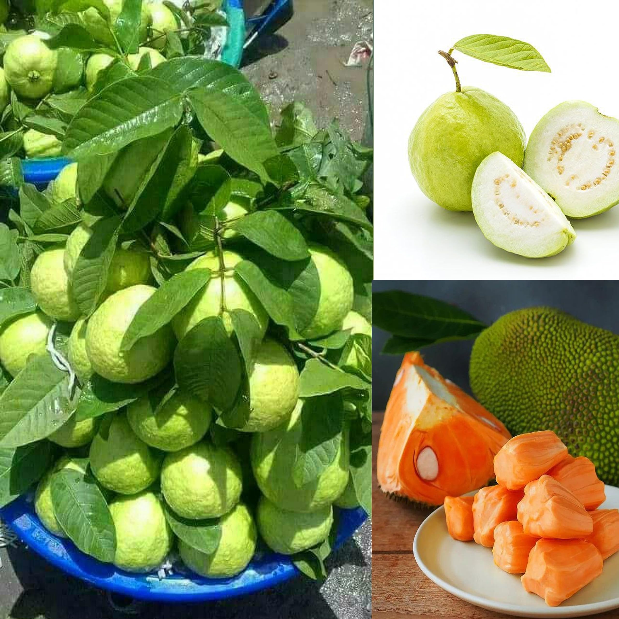 Pyanabi Combo 2 Thai 5 Guava Plant Air Layered+Red Jackfruit Plant Hybrid Amrood Fruit Plant 1.5-3 Feet Height Live Plant For Home Garden (B0CG6SYWRZ) Amazon Price History, Amazon Price Tracker