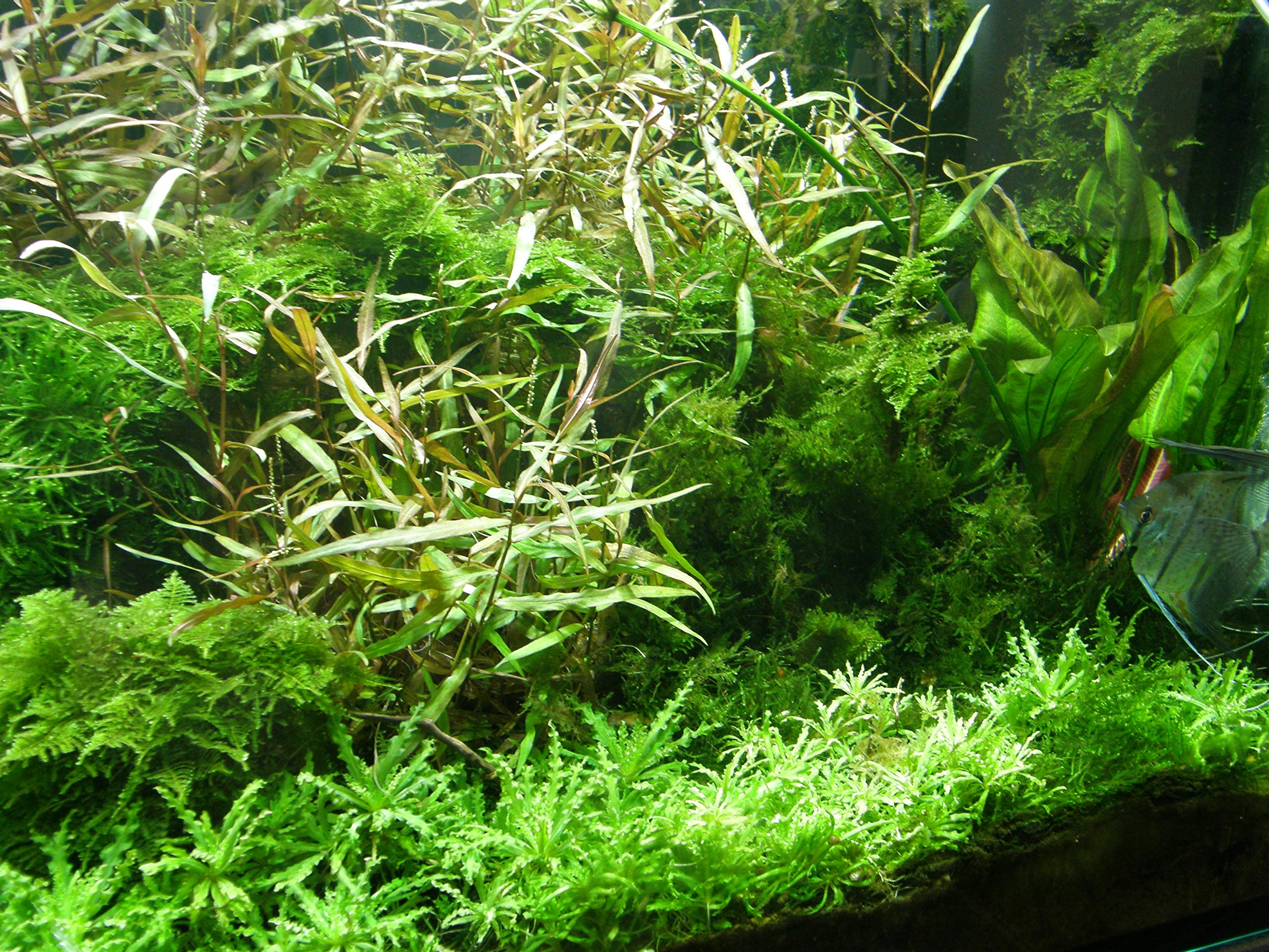 Mühlan - Wasserpflanzensortiment für Liebhaber von Salmlern, asiatisch, schnellwachsende Aquariumpflanzen inkl. Wasserpflanzendünger