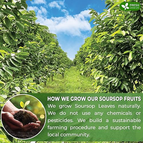 Miniatura 5 de FreshDrinkUS, 40 bolsas de té de frutas de graviola de guanábana premium, 100% natural y puro de frutas de guanábana, hechas con materiales