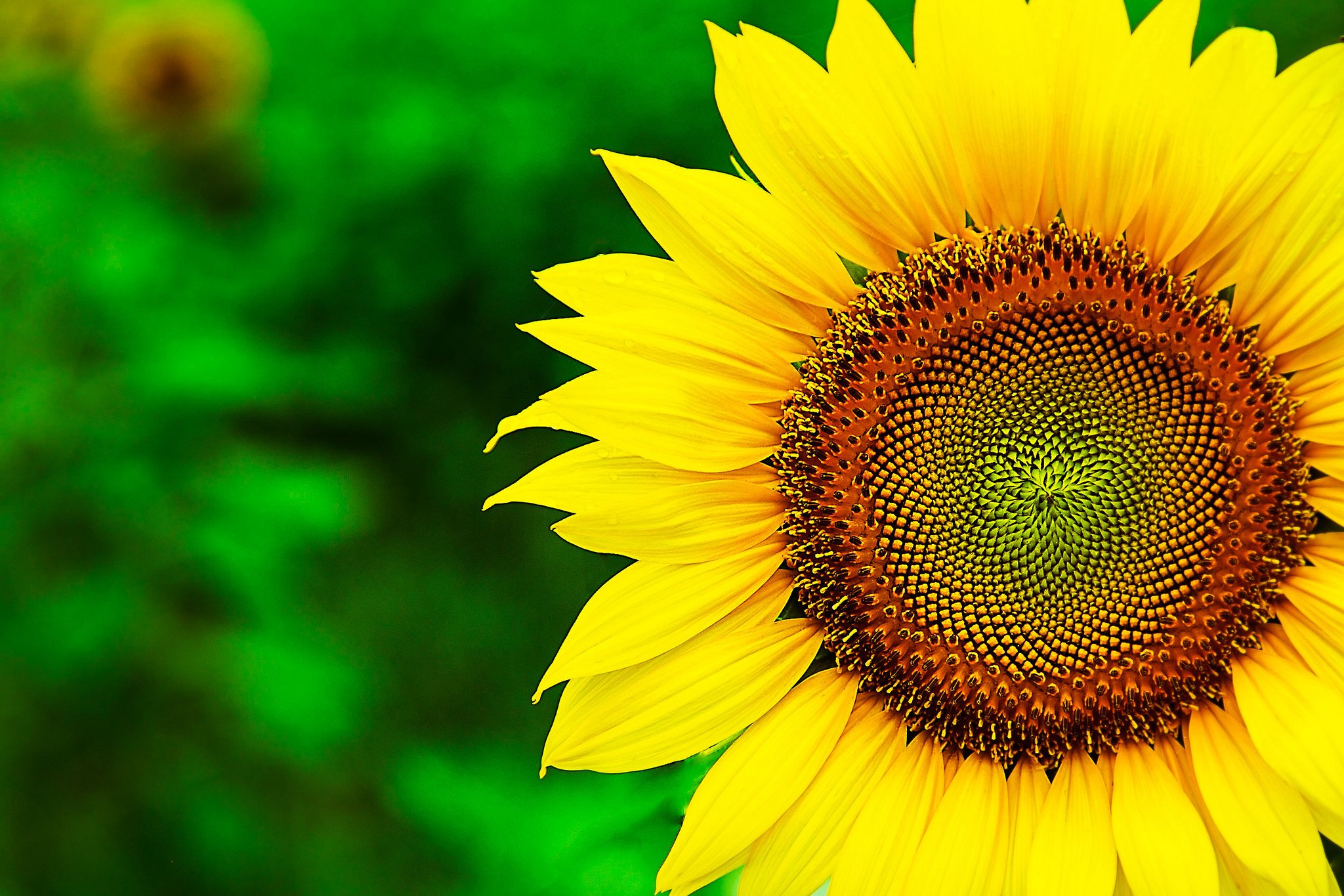 Creative Farmer Flower Seeds : Sun Fortune Sun Flower Seeds 60 Days Greenary For Home Garden [Home Garden Seeds Eco Pack] Plant Seeds (B078RF6KJX) Amazon Price History, Amazon Price Tracker