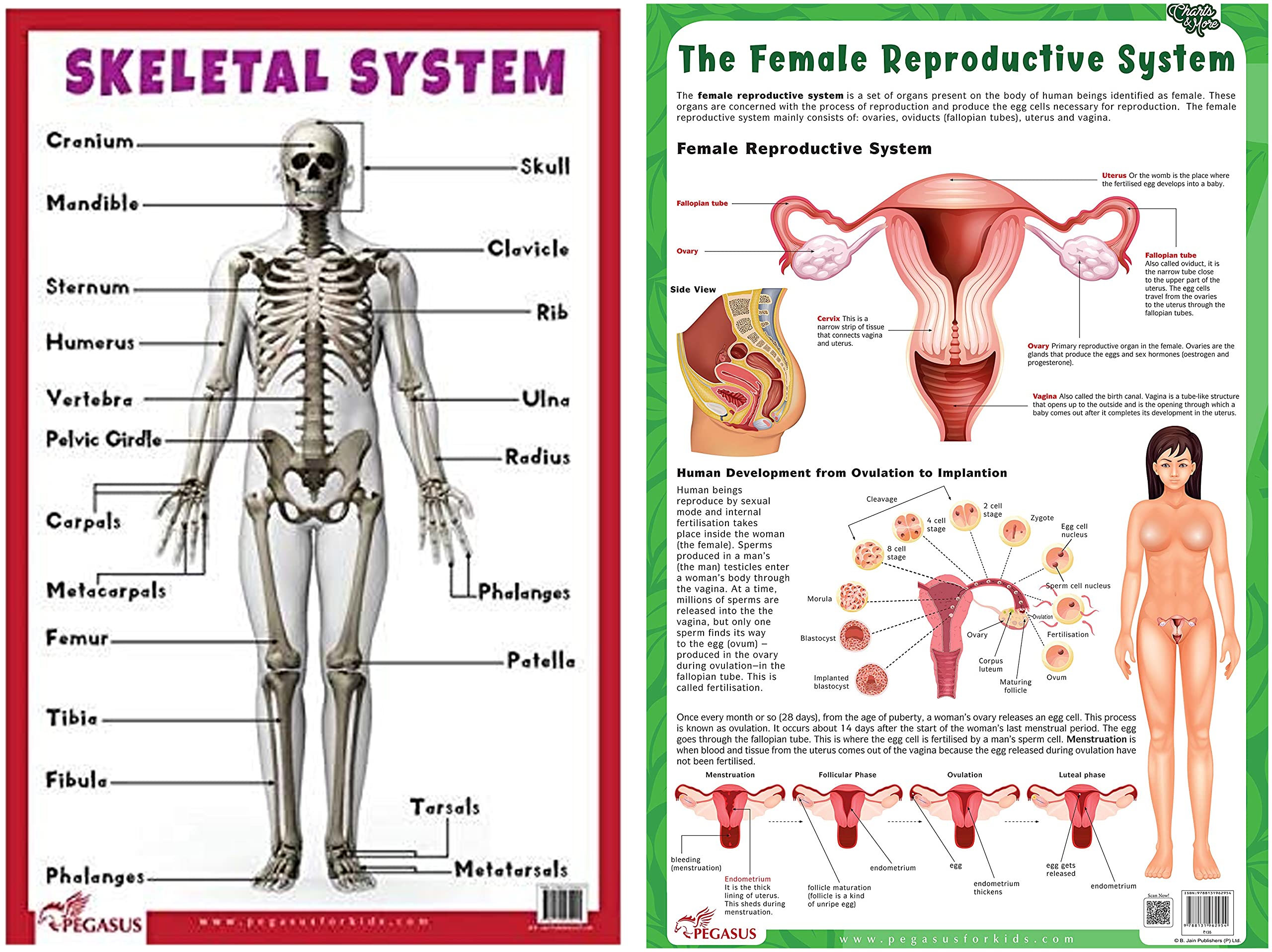 Skeletal System - Thick Laminated Primary Chart: Human Body Charts & The Female Reproductive System - Thick Laminated Chart Product Bundle