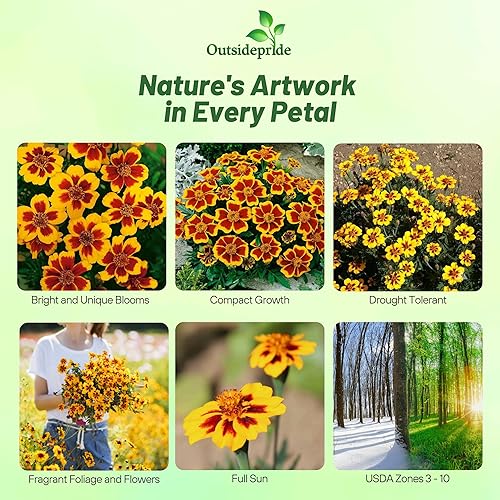 Miniatura 2 de Outsidepride 500 semillas anuales Tagetes Patula francesa caléndula delicadas flores de jardín Marietta para plantar
